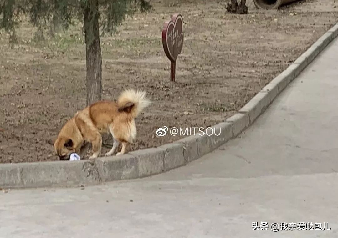 被全网通缉的狗,全网通缉的狗是谁