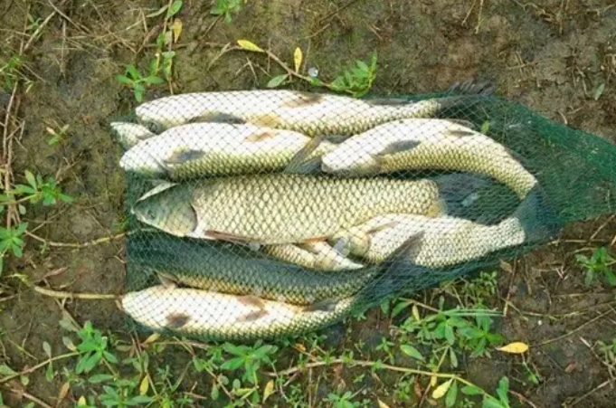 草鱼怎么也钓不上,草鱼为啥那么难钓