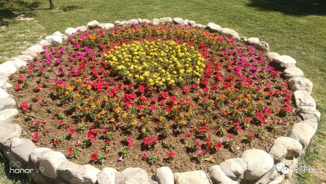 春末夏初,美美的三炫等你来