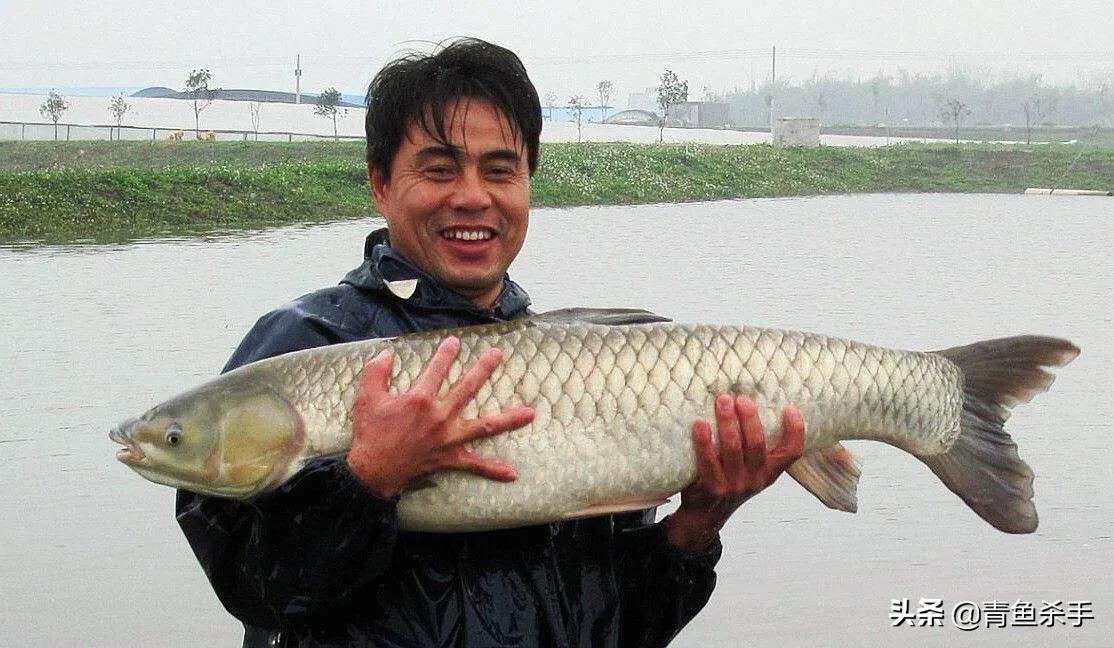 怎么选钓草鱼的钓点和时间,钓草鱼如何选择合适的钓点