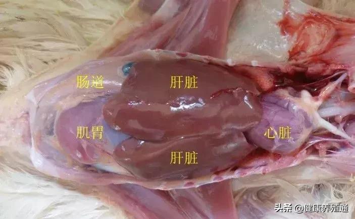 家禽与家禽解剖的不同点,家禽疾病诊断及解剖步骤