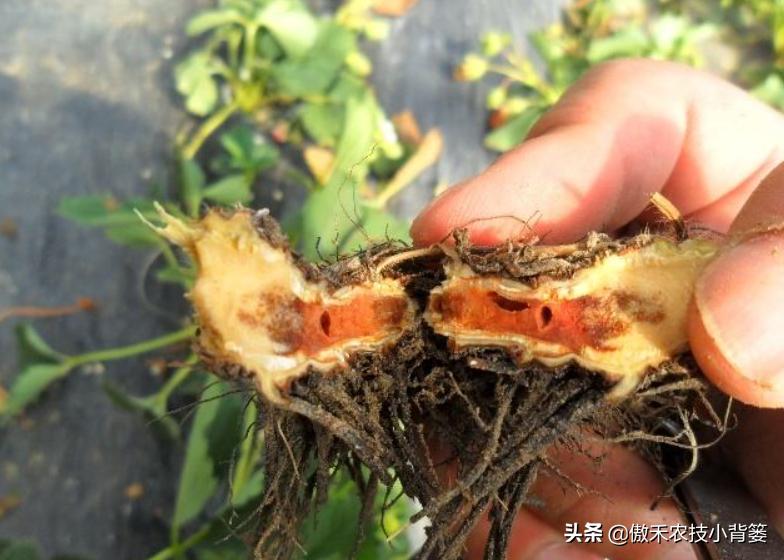 农作物灌根用什么杀菌药效果好,阿维菌素灌根可以防治哪些病害