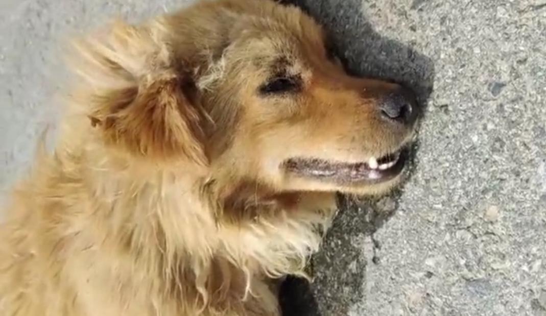 流浪狗被遗弃后瘫在地上不敢动,流浪狗浑身抽搐发现7只流浪狗