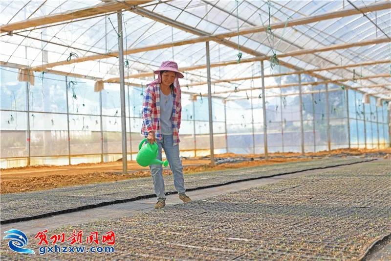 果蔬搭建的“聚宝棚”！龙山村的村民这样圆了致富梦