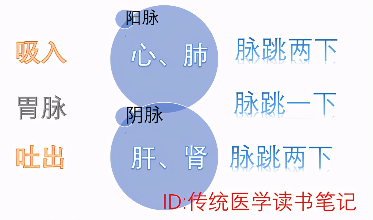 小肠生理特性中医,人体小肠是什么