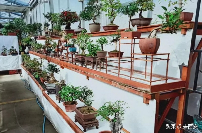 去哪里买多肉植物便宜又好,西安多肉植物哪里买