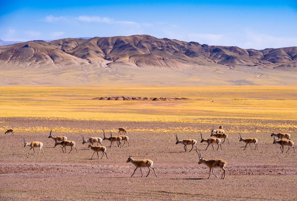 雌性伟大,雄性薄情,藏羚羊的交配和繁殖,奇怪的知识又增加了