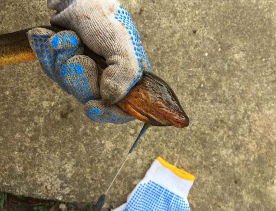 男子田野边挖到一条血红的黄鳝,湖南农民挖出巨型黄鳝