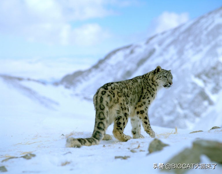 雪豹幕后冷知识,雪豹相关小知识