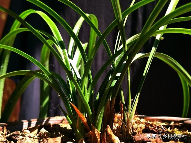 养好兰花注意这几点,养好兰花诀窍