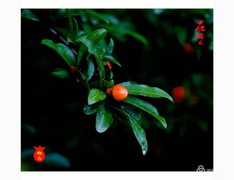 石榴花古诗词唯美,石榴花古诗词