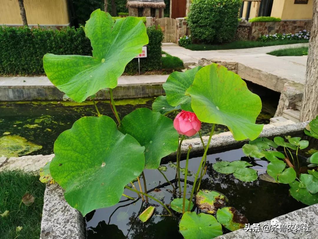 青州民宿桐峪里价格,青州桐峪里民宿有树屋吗