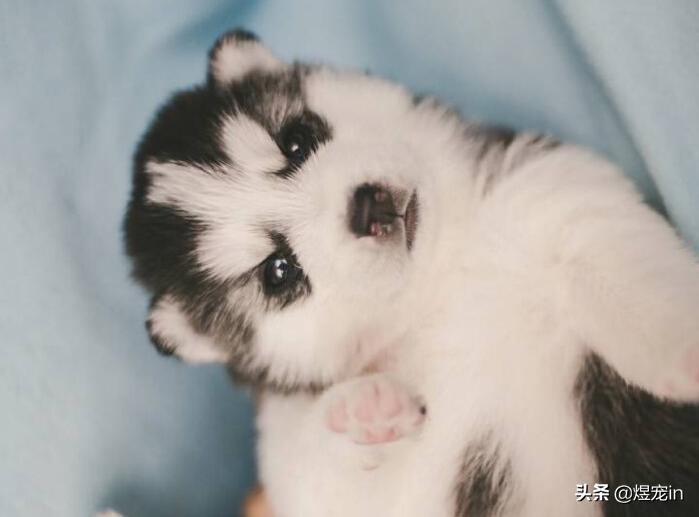 哈士奇突然前腿肿了,哈士奇幼犬腮帮子肿是怎么回事