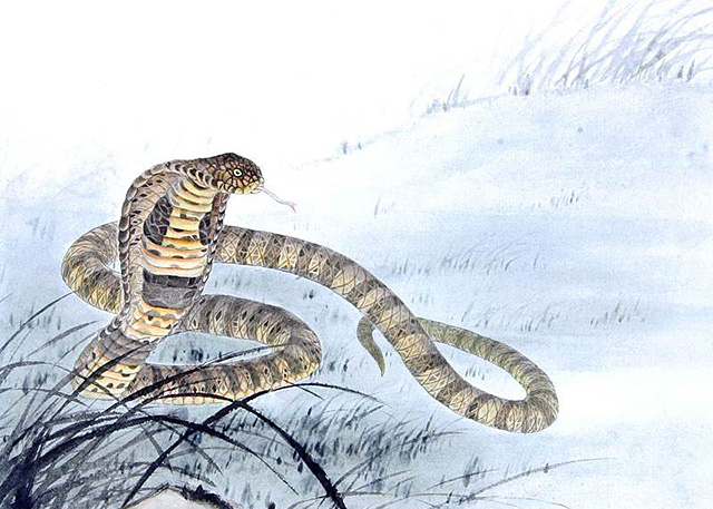 蛇为什么要三年后才报仇,蛇真的会报仇吗