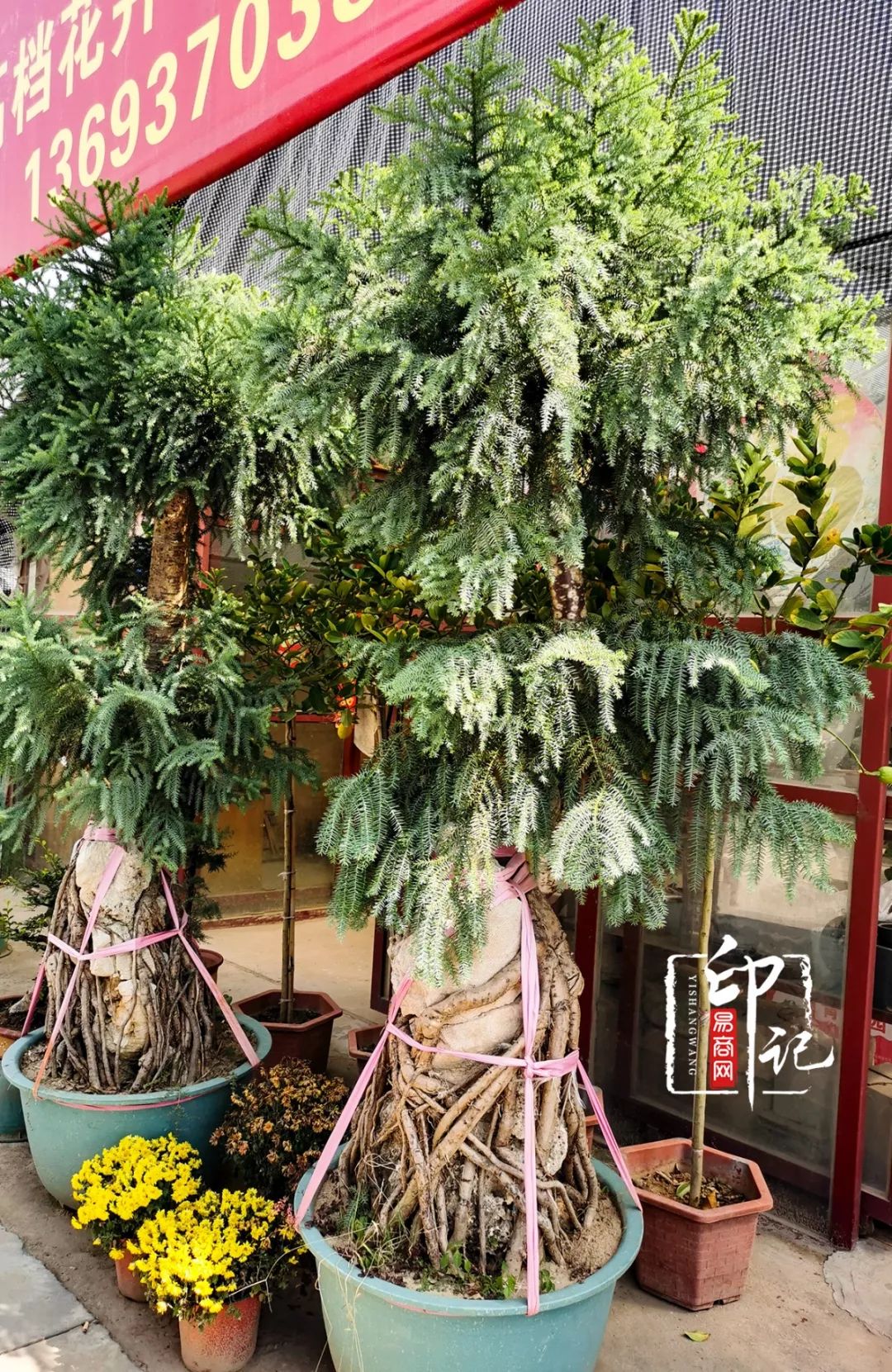 商丘花鸟批发基地,商丘花鸟市场地址