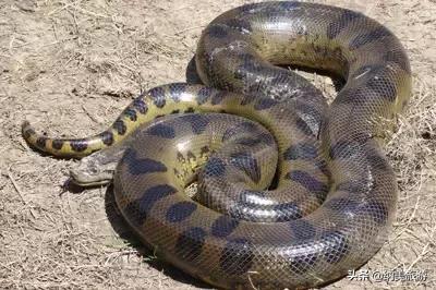 “亚马逊心脏”之城的玛瑙斯