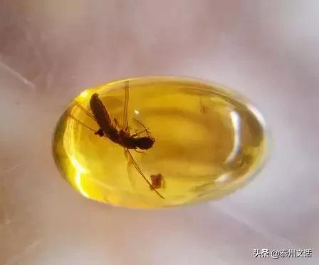 黑龙江文玩骗局套路大揭秘,济宁文玩骗局套路大揭秘