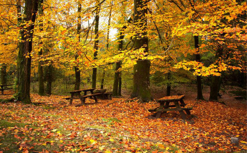 铁树叶子冬天冻发黄干枯如何补救,冬天月季花叶子发黄脱落怎么补救