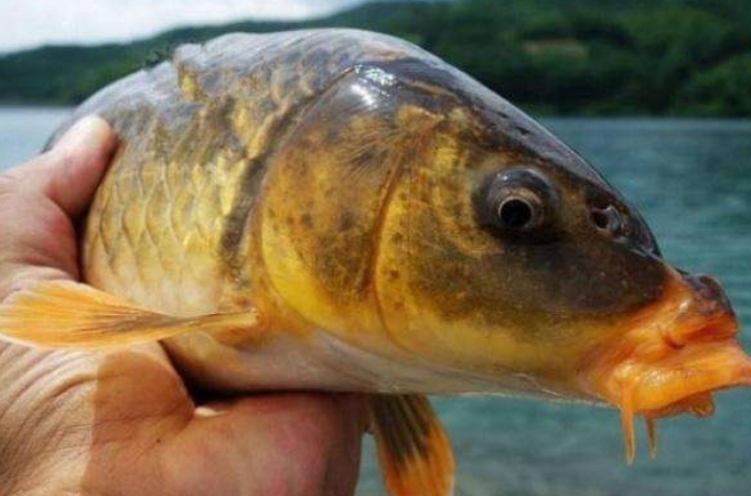 玉米钓饵的正确使用方法,玉米饵钓鲤鱼都是用什么