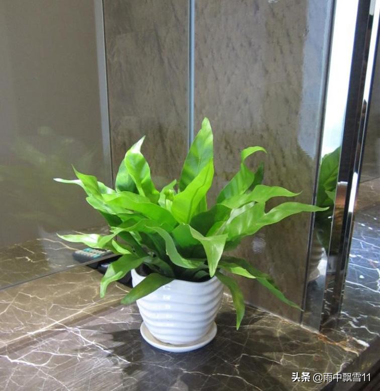 火炬鸟巢蕨黄叶怎么补救,鸟巢蕨叶片变黄有斑点什么原因