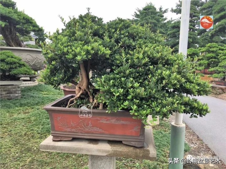 中华蚊母盆景造型,中华蚊母盆景价格