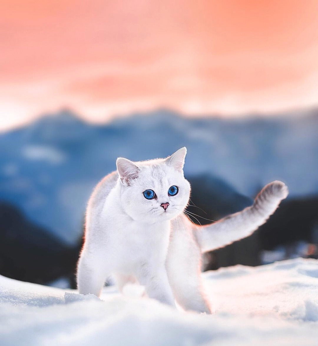 猫咪口臭怎么办4招减少90%烦恼,猫咪口臭原因有哪些