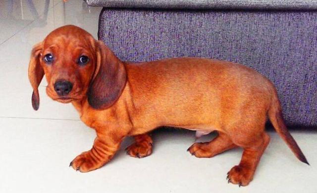 最适合新手养的狗狗十大排行榜,十种最好养的狗狗优缺点图片