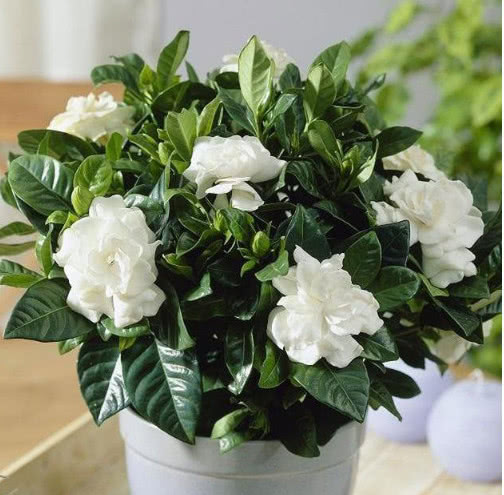 栀子花黄叶的原因及处理方法图片,栀子花有黄叶就应该把黄叶摘掉吗