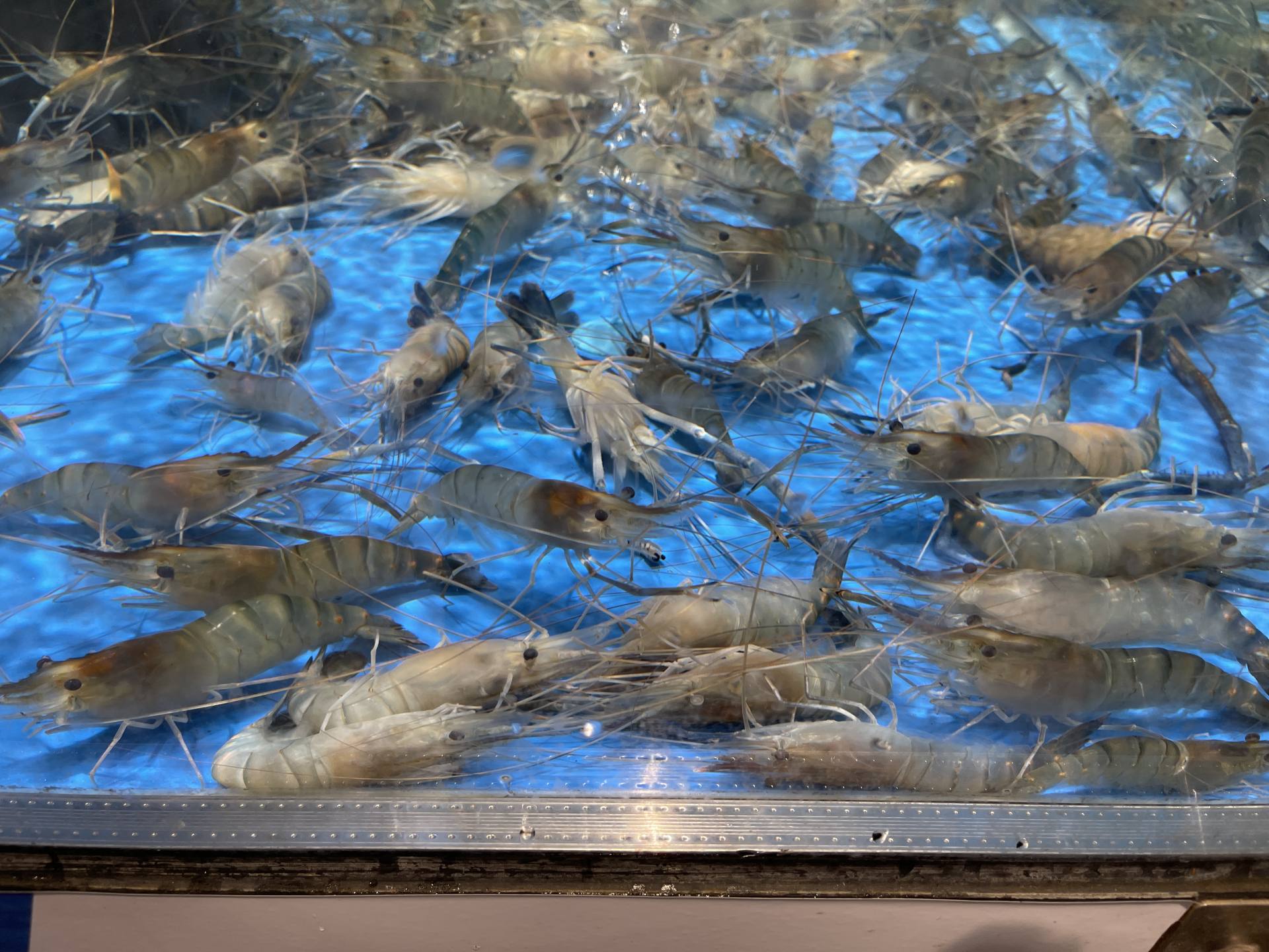 盒马鲜生必买的东西,盒马鲜生零食