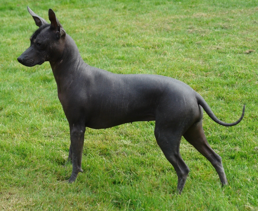 适合老年人养的狗排行榜,适合老人养的狗好养活的品种