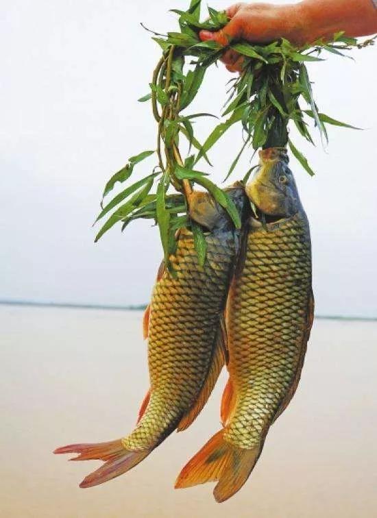 乡村散文:黄河鲤鱼