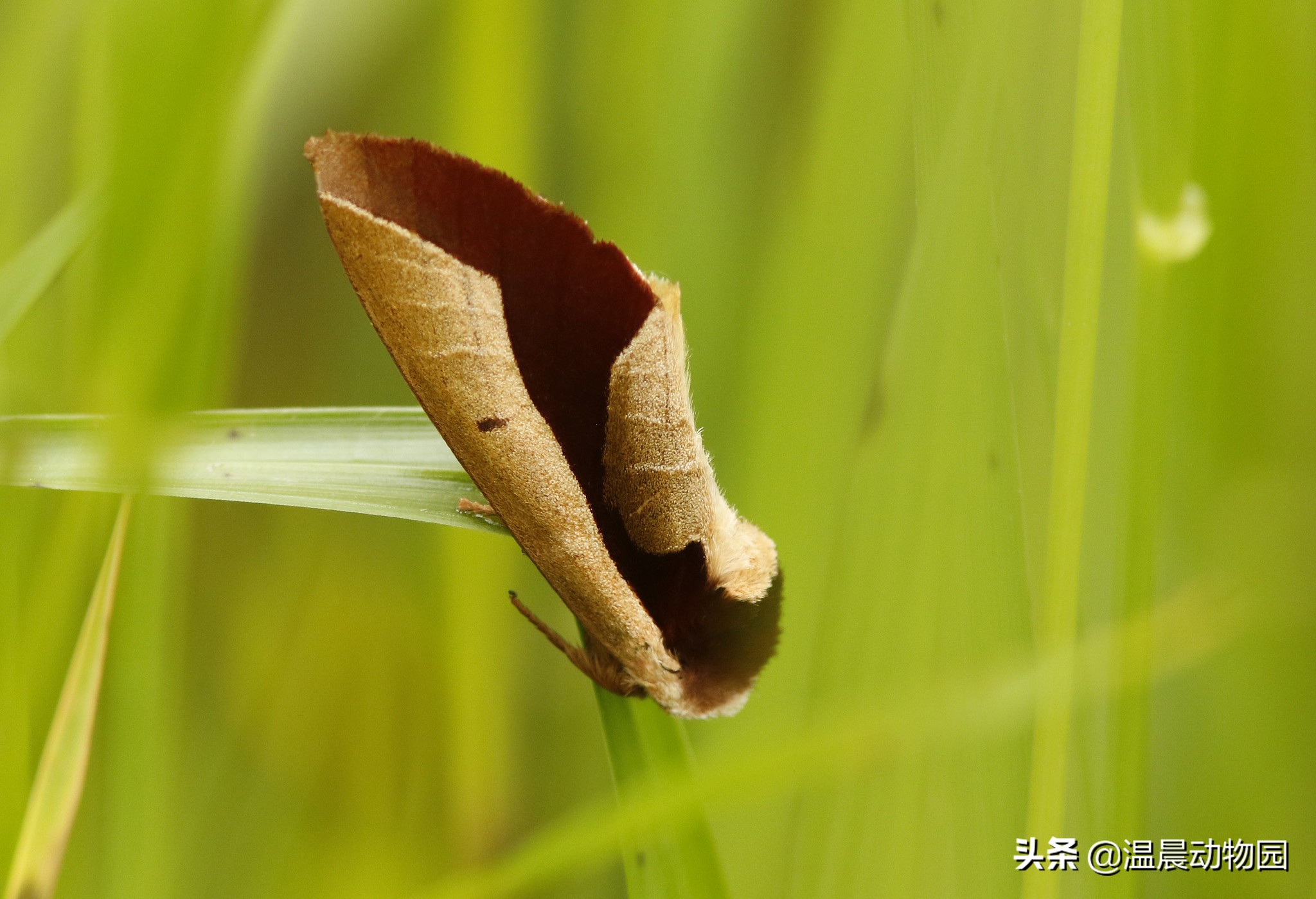 枯叶蝶拟态科普,昆虫拟态有多可怕
