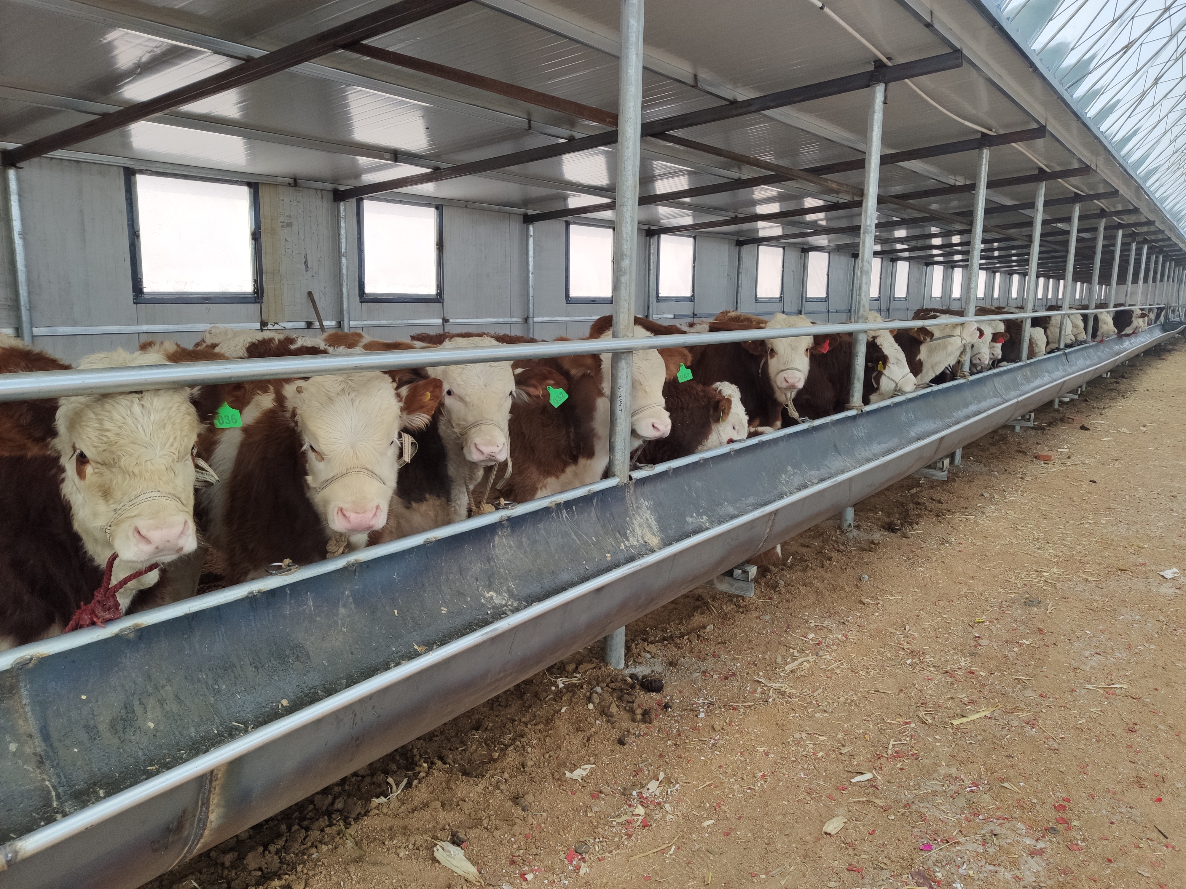 养牛人必须备的药,养牛人需要打哪些疫苗呢