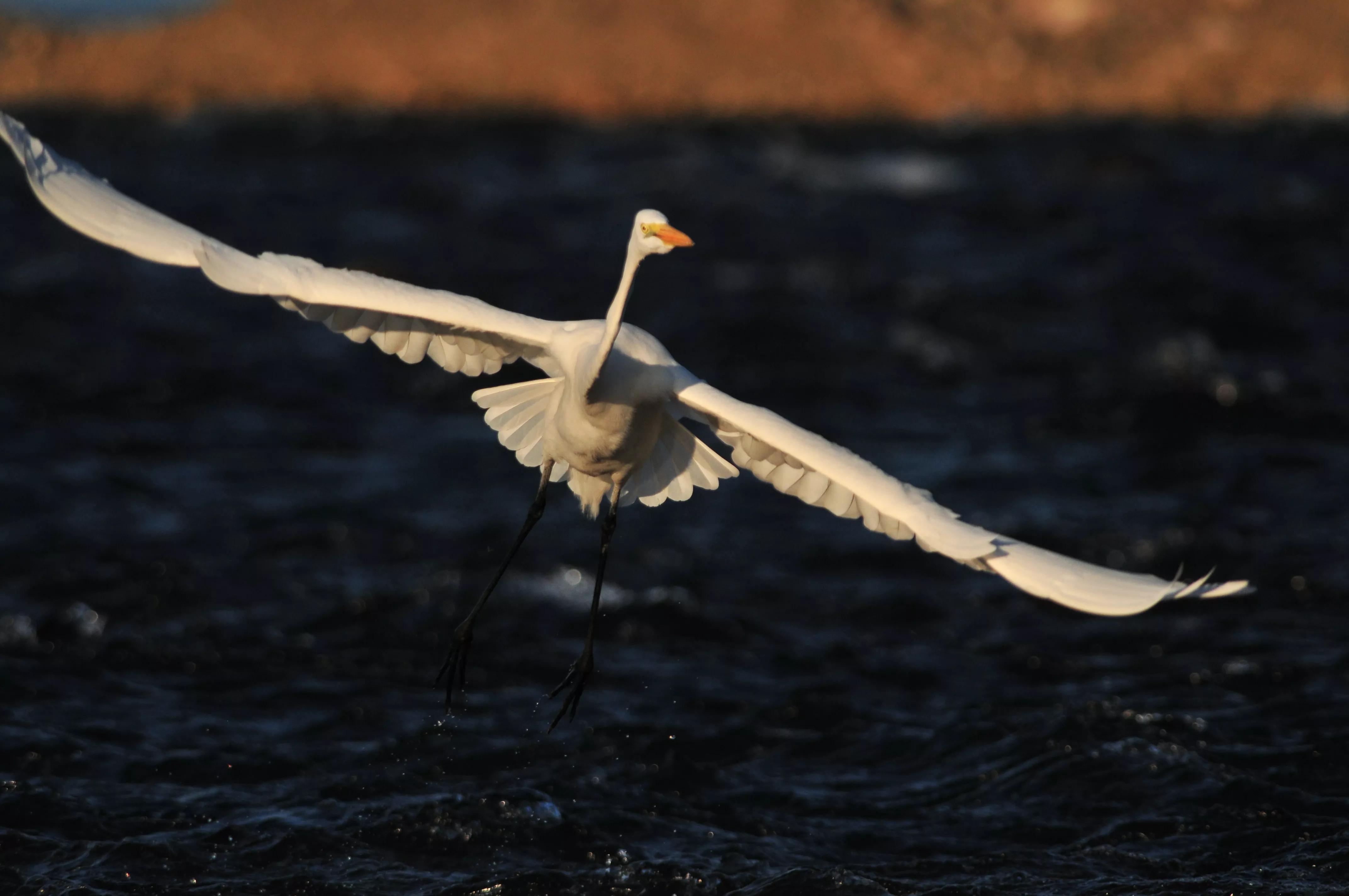 镜头装增距镜光圈会变化吗,镜头加增距镜后虚化效果会变好吗