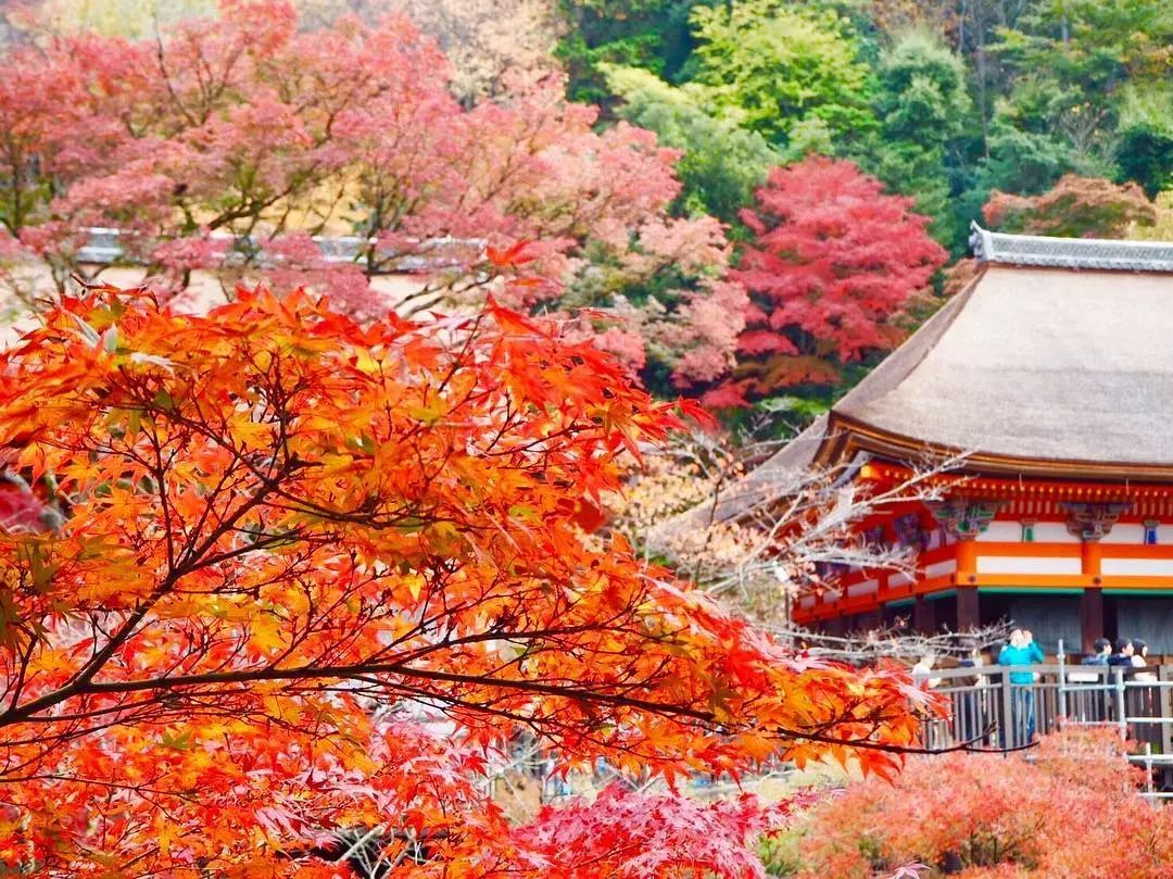 停车坐爱枫林晚风景,停车坐爱枫林晚季节