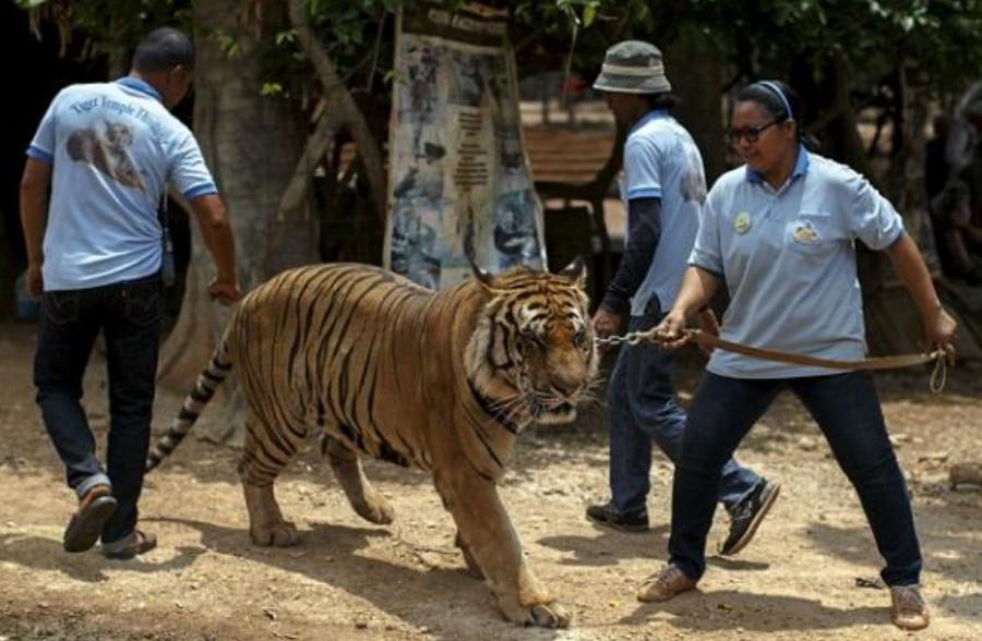 泰国的和尚真的很善良吗,泰国和尚赚钱