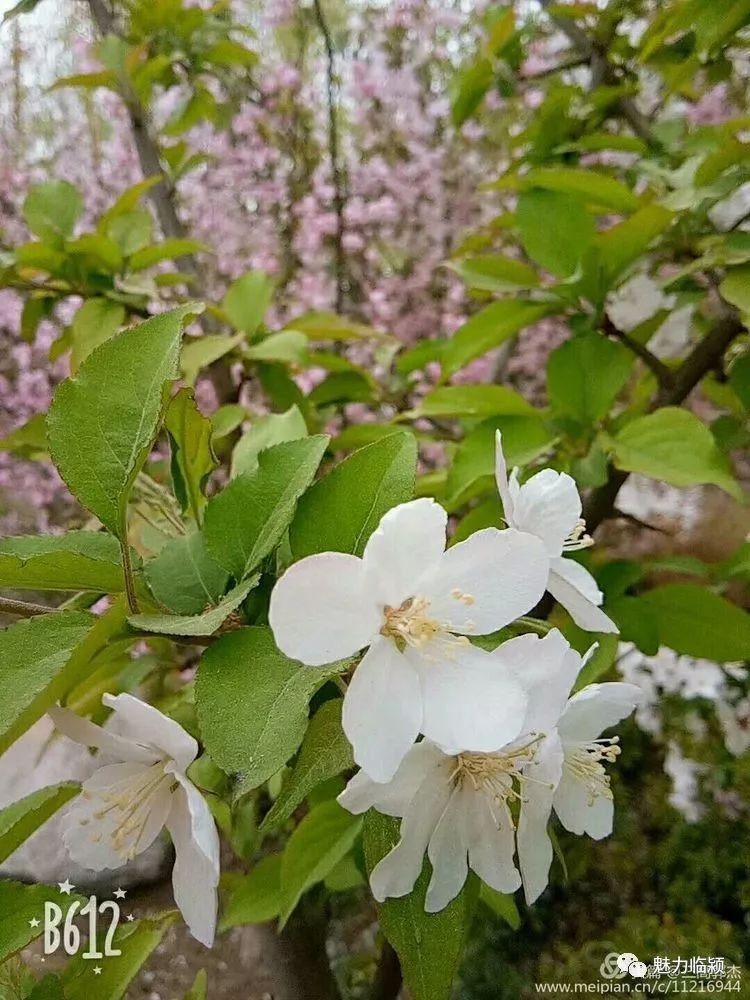 临颍人原创作品：旖旎海棠红