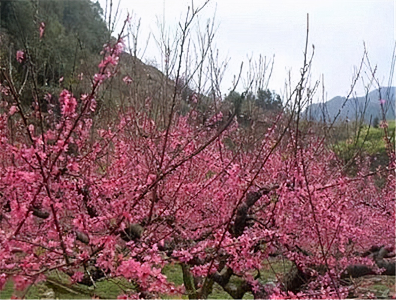 繁花似锦，似烟如霞，“中国蜜桃之乡”连平，花期还在，等你等你