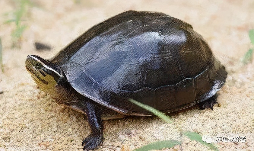 黄头侧颈龟属于保护动物吗,中国龟和本土龟有什么区别