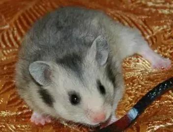 仓鼠的种类习性详细介绍,仓鼠有哪些亚种种类