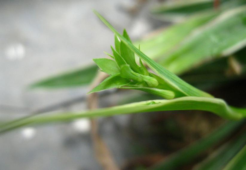 懒人最喜欢养吊兰轻轻松松养爆盆,吊兰用什么盆栽比较好养