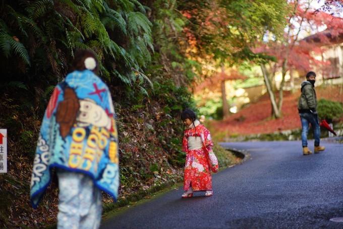 京都赏枫2022,京都赏枫必去景点有哪些好玩的