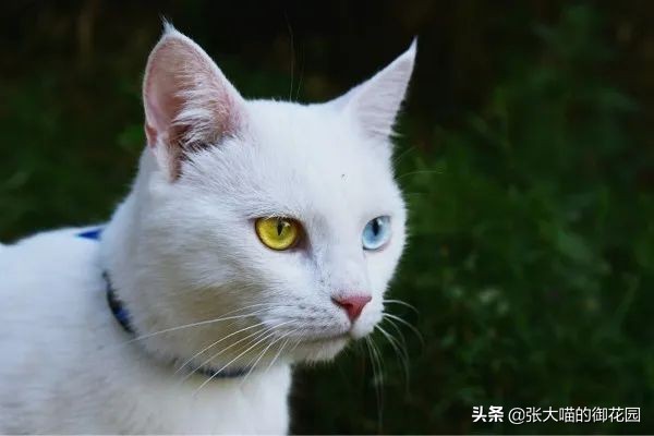 小奶猫有必要喝羊奶粉吗,猫咪一定要吃宠物羊奶粉吗