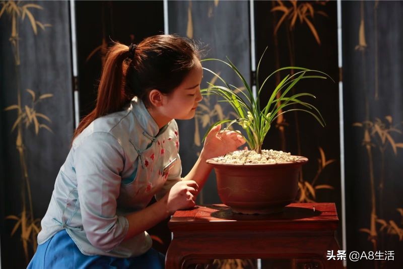 春兰张荷素兰花介绍,每日一品中国兰花春兰