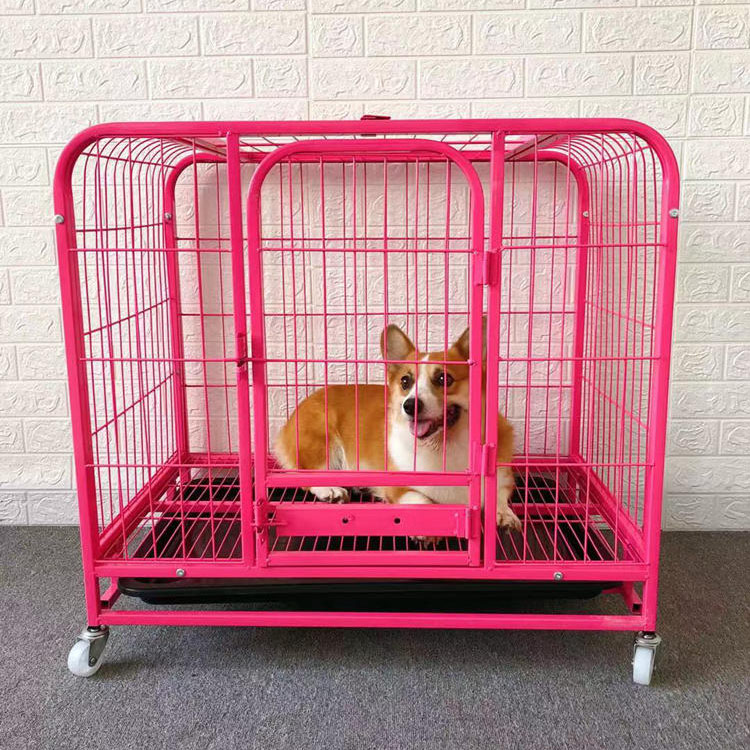 饲养柯基犬有哪些需要注意的地方,柯基犬为什么不能饲养