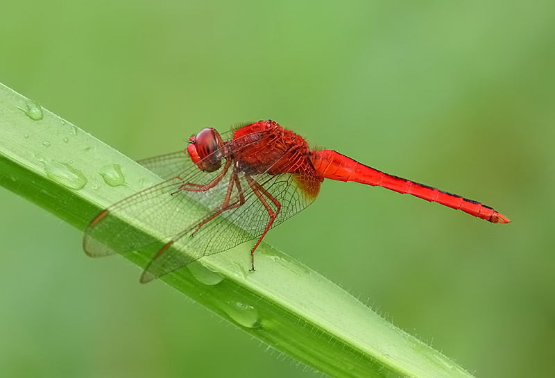 猩红的蜻蜓，隐形的翅膀