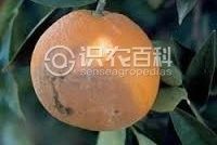绿霉病害症状,柑橘绿霉病能治好吗