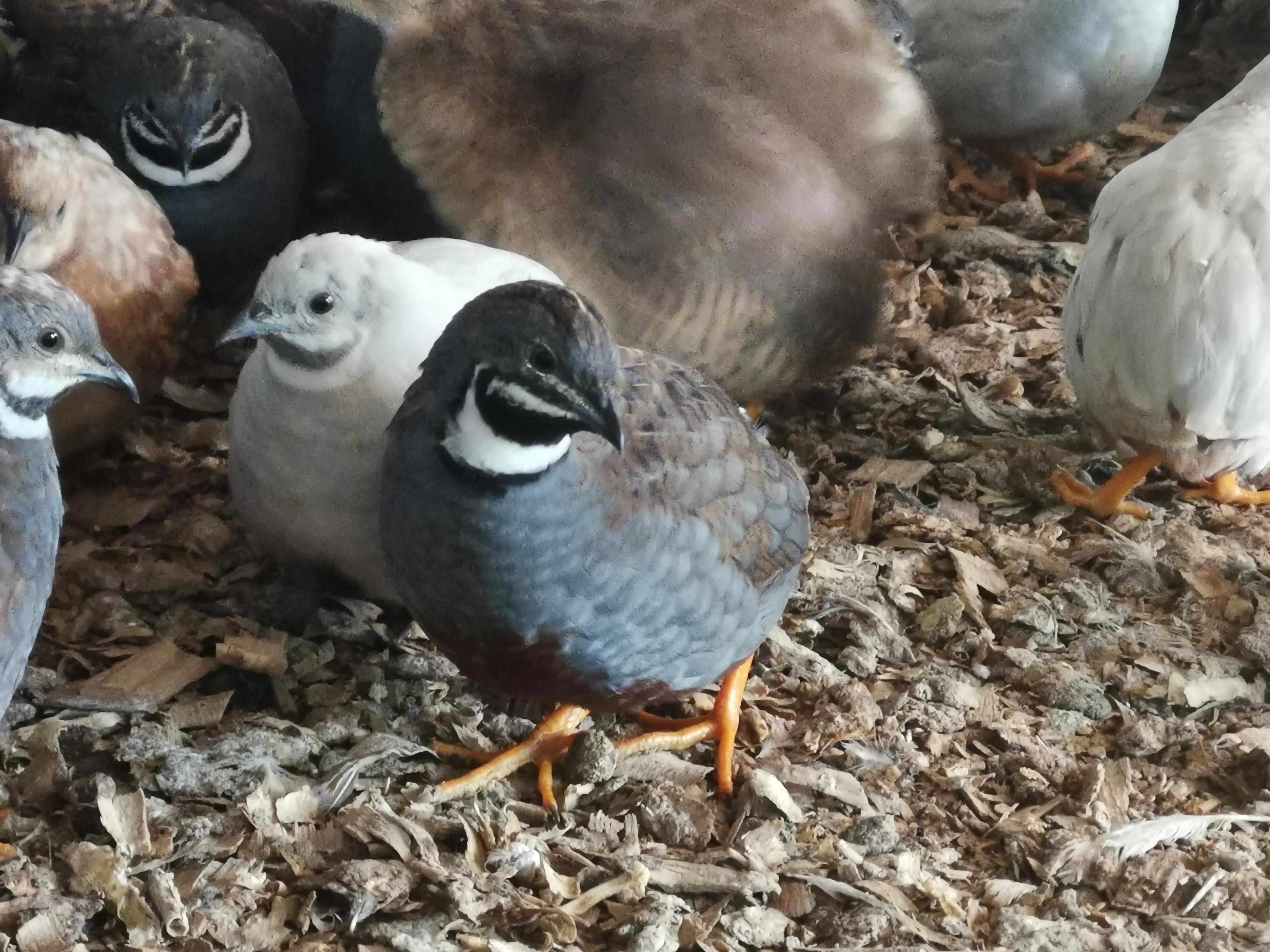 芦丁鸡养殖扶持,芦丁鸡认养视频