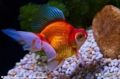 鱼缸水浑浊用什么东西可以清洗,净化鱼缸水质常见的东西