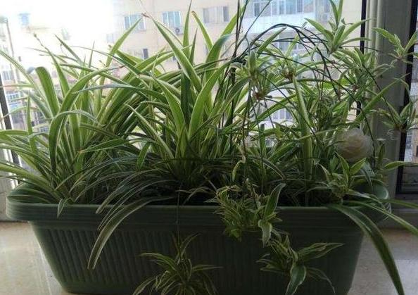 怎么把金边吊兰养得又矮又壮,金边吊兰爆盆了怎么养护